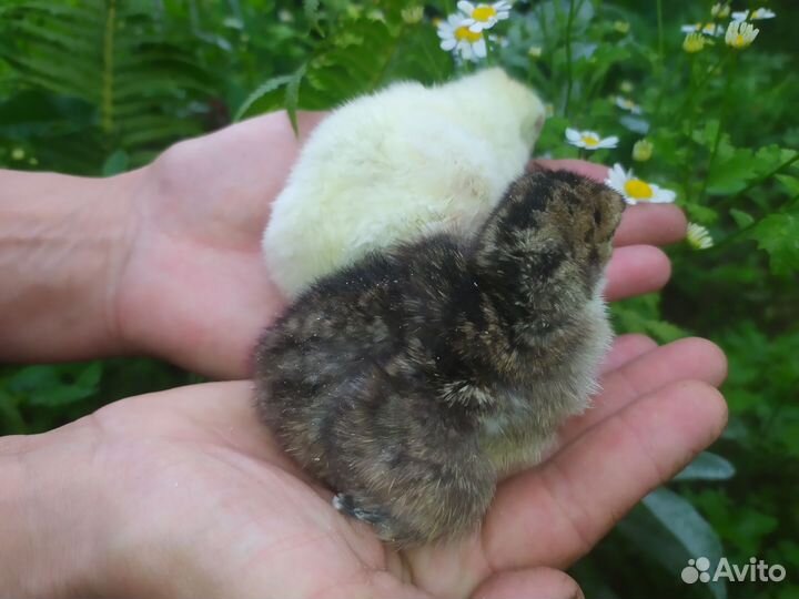 Индюки индюшата