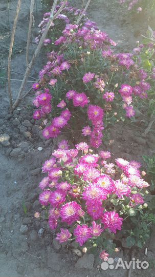 Хризантема мультифлора