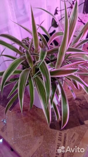 Комнатные растения бесплатно