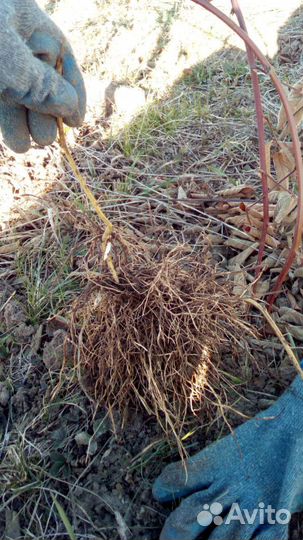 Саженцы ежевики оптом и в розницу