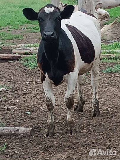 Коровы и телки стельные, быки