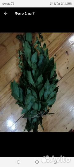 Лавровые веники, лаврушка, лавр