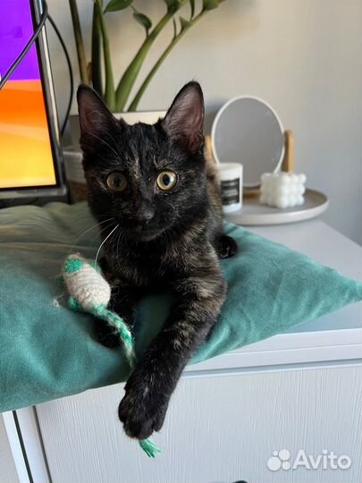 Отдам котенка