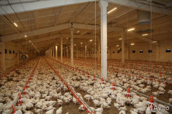 Оборудование для выращивания и содержания птицы