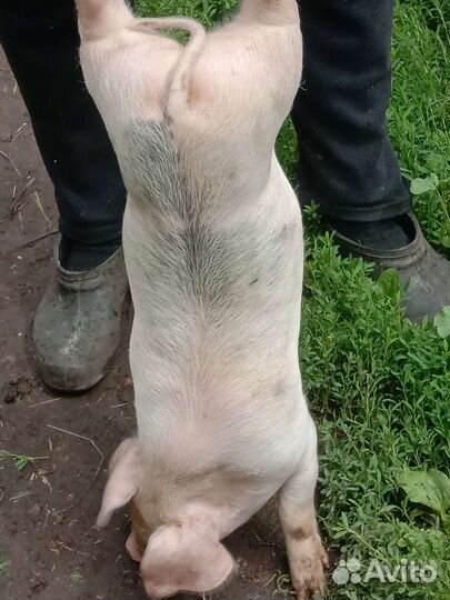 Продаю поросят