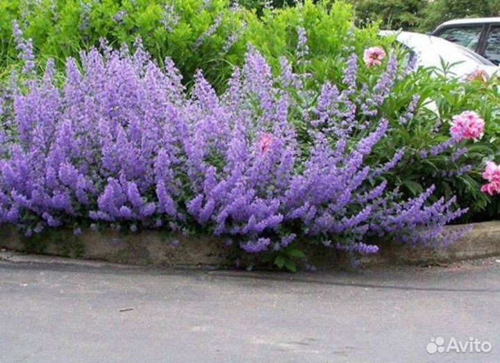 Котовник, шалфей многолетние из питомника растений