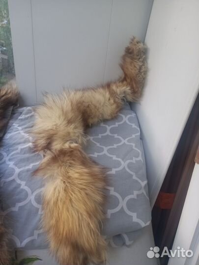 Меховой воротник енот и песец