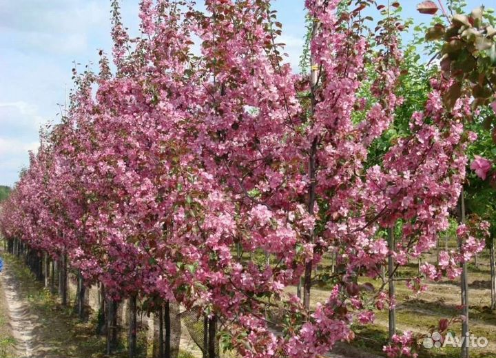 Яблоня рудольф