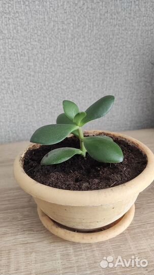 Крассула, толстянка, денежное дерево