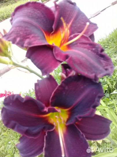 Цветы для сада