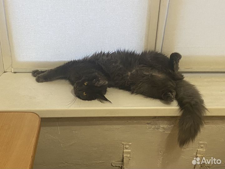 Мейн-кун девочка