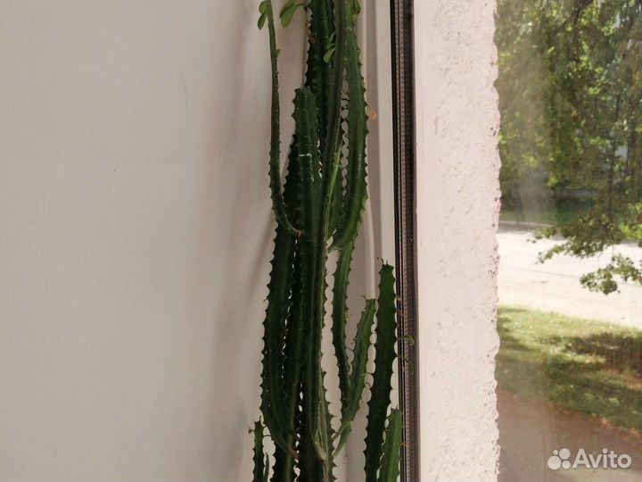 Молочай эуфорбия