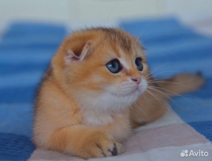 Шотландские вислоухие котята