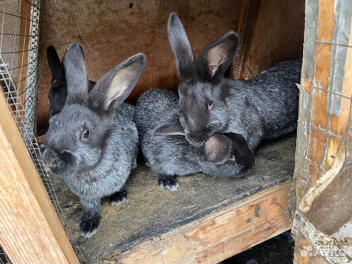 Кролик Полтавское серебро