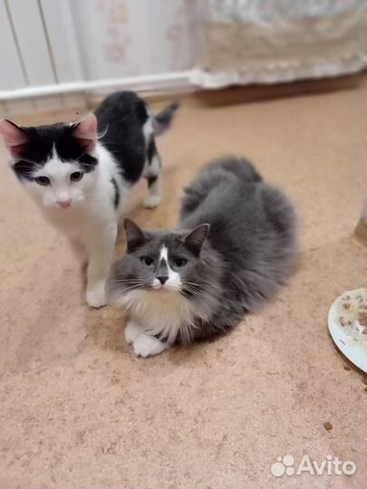 Котята ищут дом