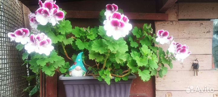 Герань королевская