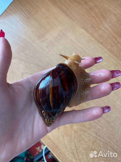 Улитки ахатины