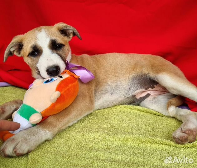 Девочка шенок