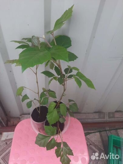 Циссус березка