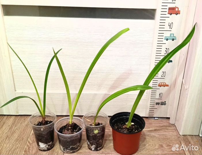 Фикус, пальма, перец комнатный острый