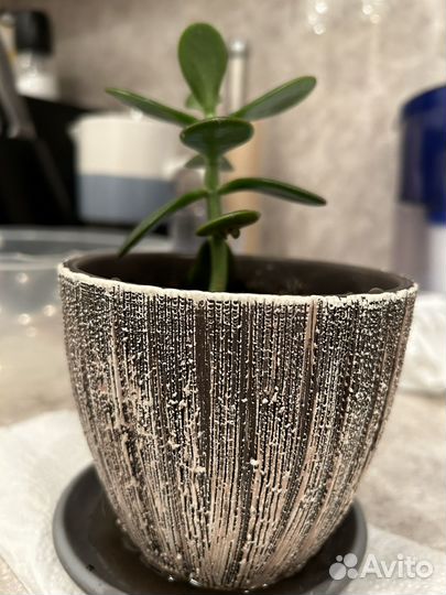 Денежное дерево толстянка крассула