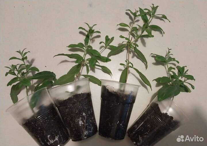 Вербена лимонная (для чая)