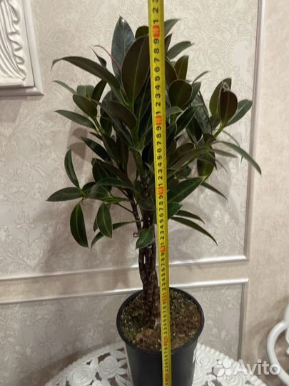 Фикус эластика найроби