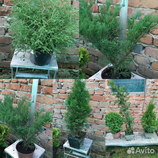 Хвойные растения