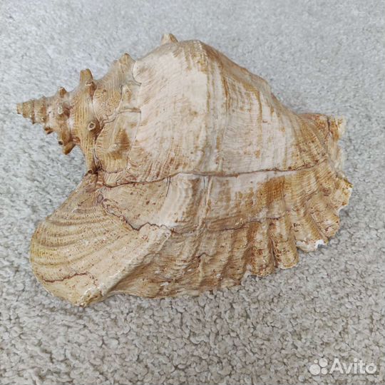 Ракушка морская большая