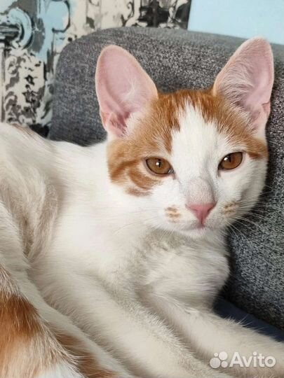 Котенок Алекс