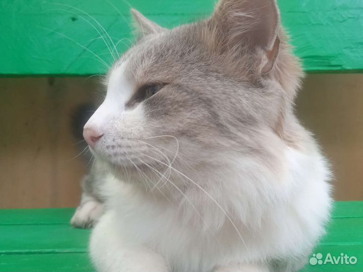 Ласковый кот алергия