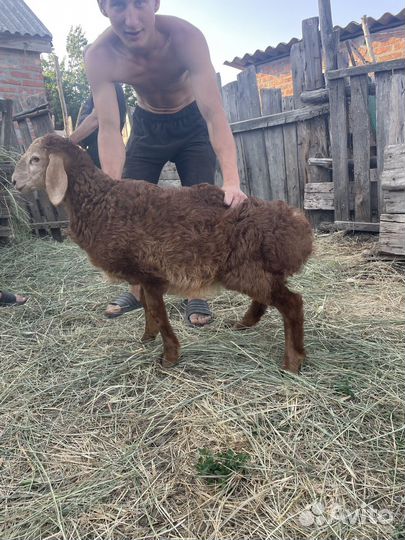 Баран гесар