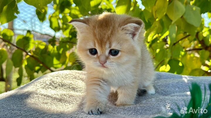 Шотландская золотая шиншилла девчуля