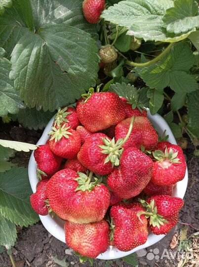 Рассада клубники Гигантелла