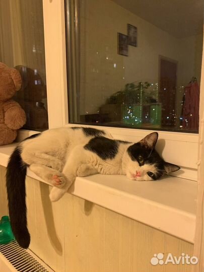 Котенок в добрые руки