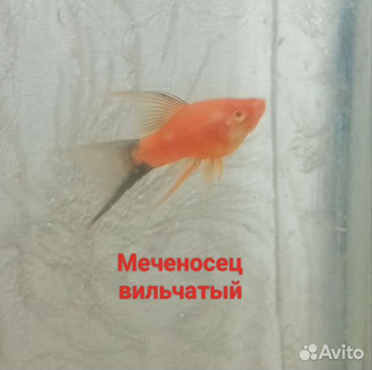 Аквариумные рыбки