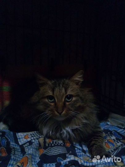 Котик ищет дом