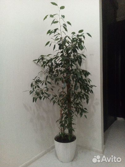 Фикус Бенджамина