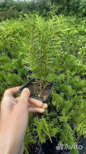 Туя шаровидная Даника