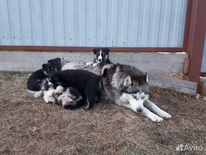 Щенки сибирской хаски