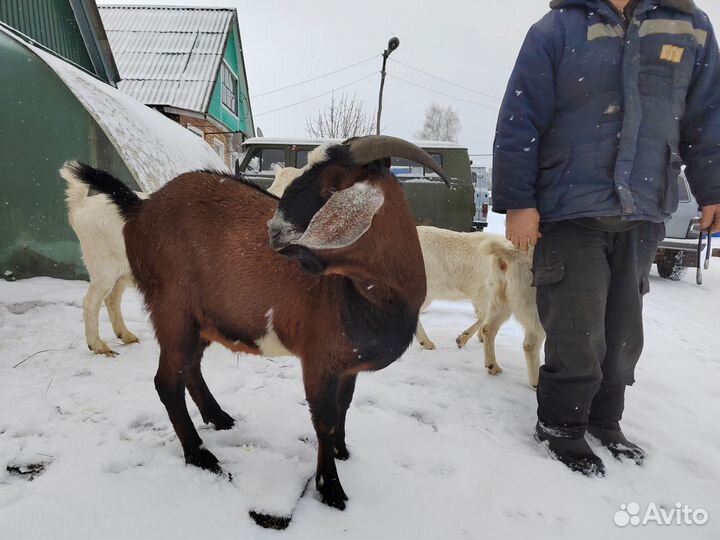 Нубийский козел