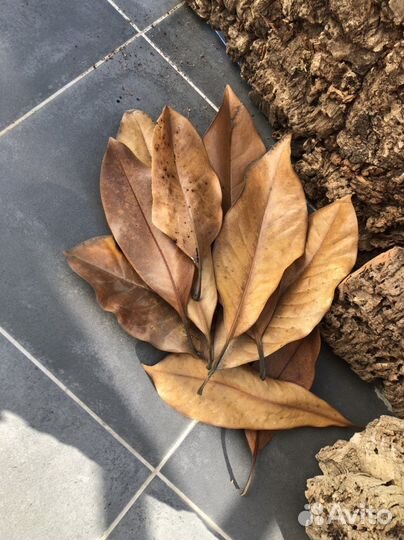 Кора пробкового дуба Фон для террариума