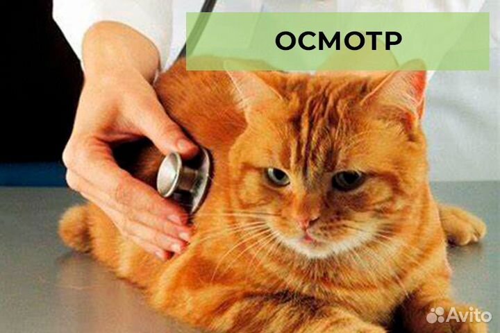 Врач - ветеринар частной практики. Выезд на дом