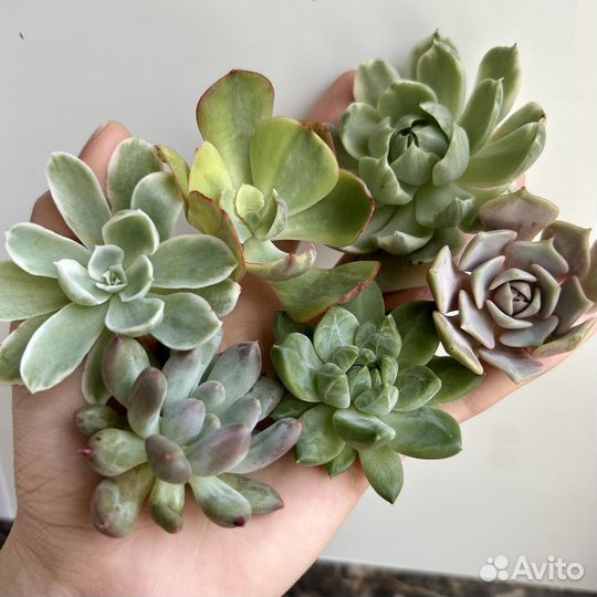 Суккуленты почтой