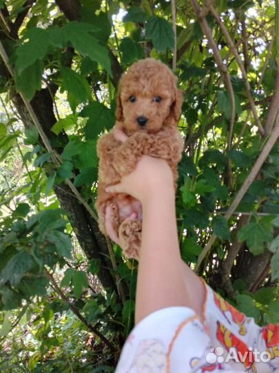 Пудель девочка