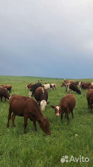 Коровы. телки