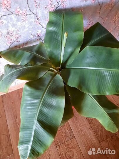 Киевский карлик банан