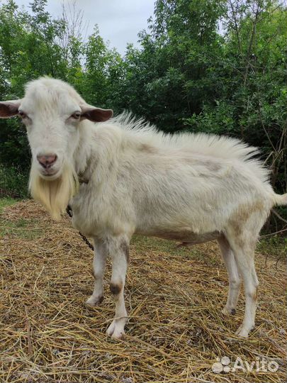 Козел зааненский