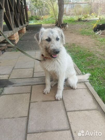 Собака в добрые руки