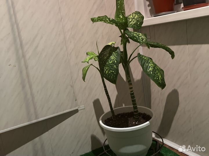 Диффенбахия